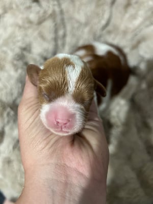 CHIOT - Cavalier King Charles Spaniel