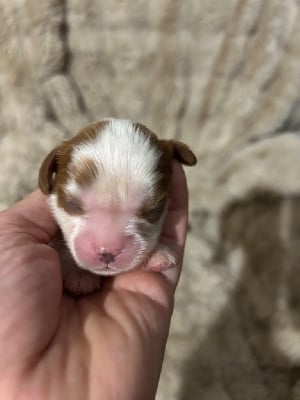 Les chiots de Cavalier King Charles Spaniel