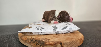 Les chiots de Berger Australien