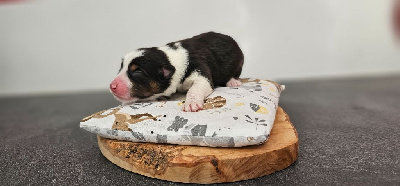 Les chiots de Berger Australien