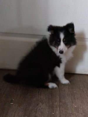 Les chiots de Shetland Sheepdog