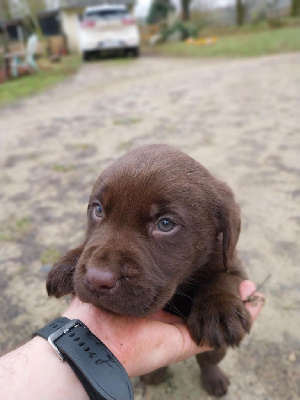 Les chiots de Labrador Retriever