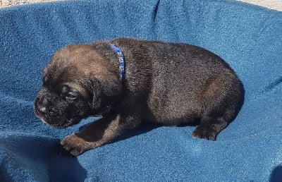 Les chiots de Cane Corso