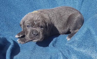 Les chiots de Cane Corso