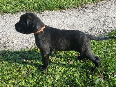 Les chiots de Cane Corso