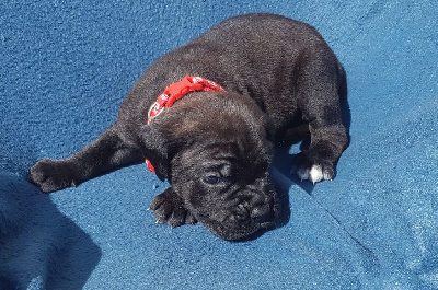 Les chiots de Cane Corso