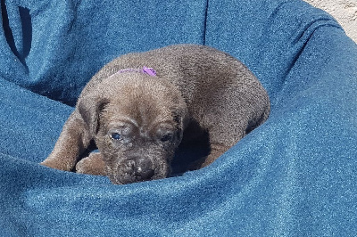 Les chiots de Cane Corso