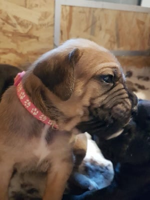 Les chiots de Cane Corso