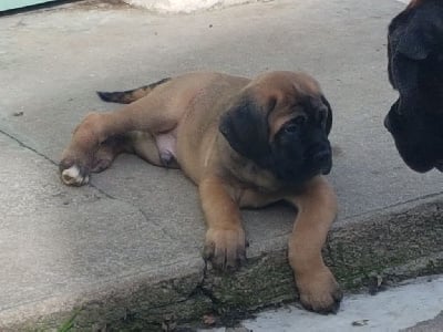 Les chiots de Cane Corso