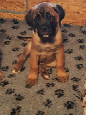 Les chiots de Cane Corso