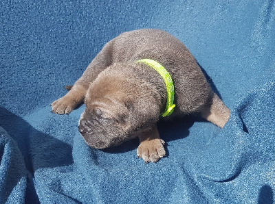 Les chiots de Cane Corso