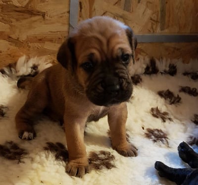 Les chiots de Cane Corso