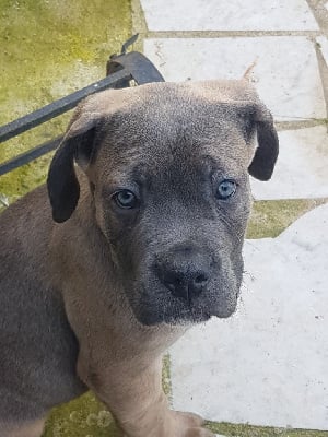 Les chiots de Cane Corso