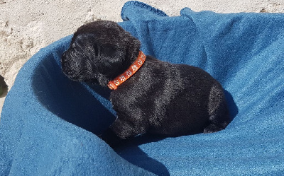 Les chiots de Cane Corso