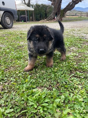 Les chiots de Berger Allemand