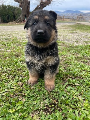 Les chiots de Berger Allemand