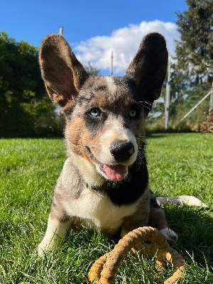 Les chiots de Welsh Corgi Cardigan