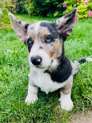 Les chiots de Welsh Corgi Cardigan