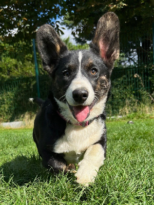 Les chiots de Welsh Corgi Cardigan