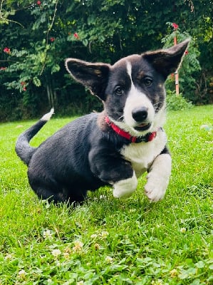 Les chiots de Welsh Corgi Cardigan