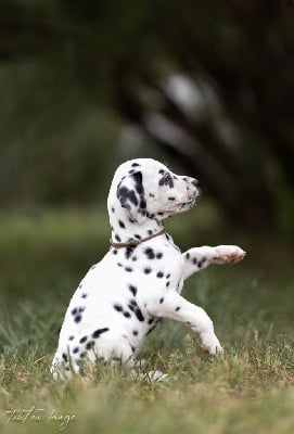 Les chiots de Dalmatien