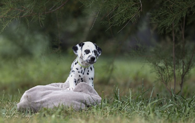 Les chiots de Dalmatien