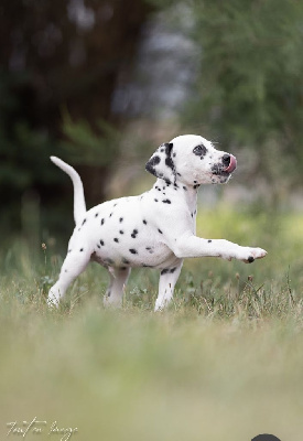 Les chiots de Dalmatien