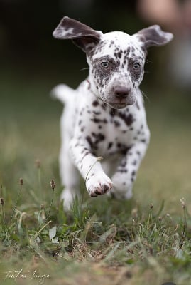 Les chiots de Dalmatien