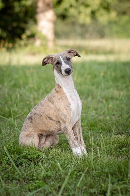 Les chiots de Whippet