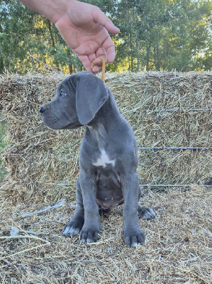 Les chiots de Cane Corso