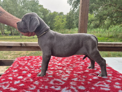 Les chiots de Cane Corso