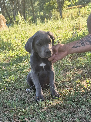 Les chiots de Cane Corso