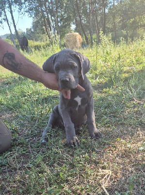 Les chiots de Cane Corso