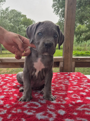 Les chiots de Cane Corso