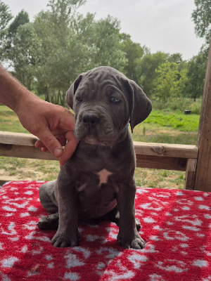 Les chiots de Cane Corso