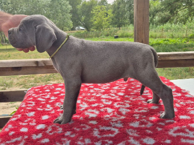 Les chiots de Cane Corso