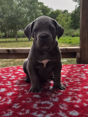 Les chiots de Cane Corso