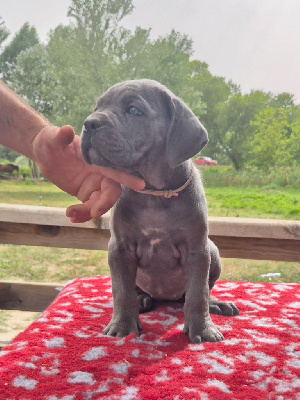 Les chiots de Cane Corso