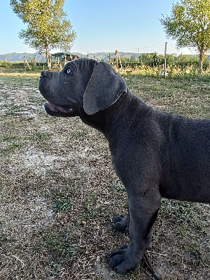 Les chiots de Cane Corso