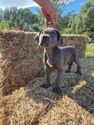 Les chiots de Cane Corso