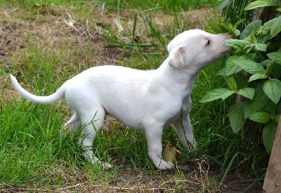 Les chiots de Whippet