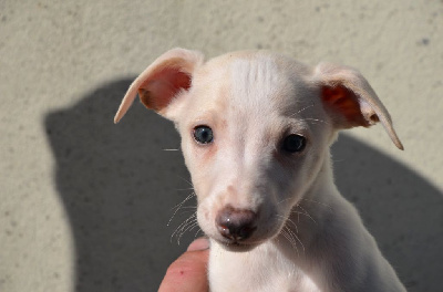 Les chiots de Whippet