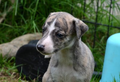 Les chiots de Whippet