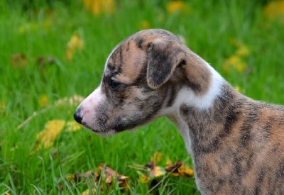 Les chiots de Whippet