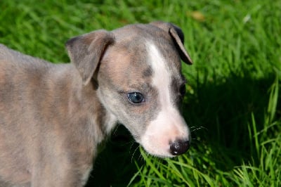 Les chiots de Whippet