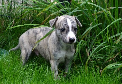 Les chiots de Whippet