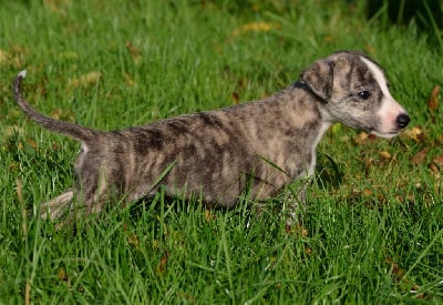 Les chiots de Whippet