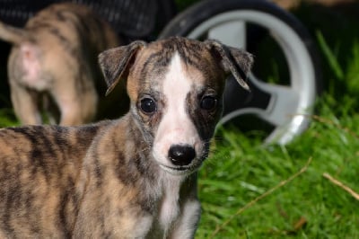 Les chiots de Whippet