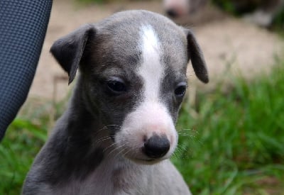 Les chiots de Whippet