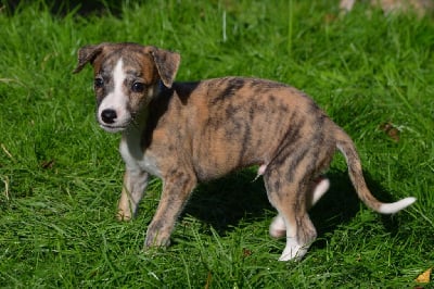 Les chiots de Whippet